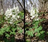 Corydalis malkensis