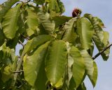 Magnolia hypoleuca. Ветвь с плодом. Германия, г. Дюссельдорф, Ботанический сад университета. 05.09.2014.