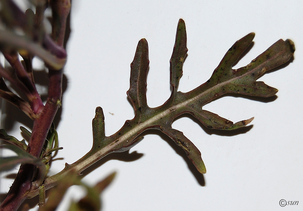 Image of Diplotaxis tenuifolia specimen.