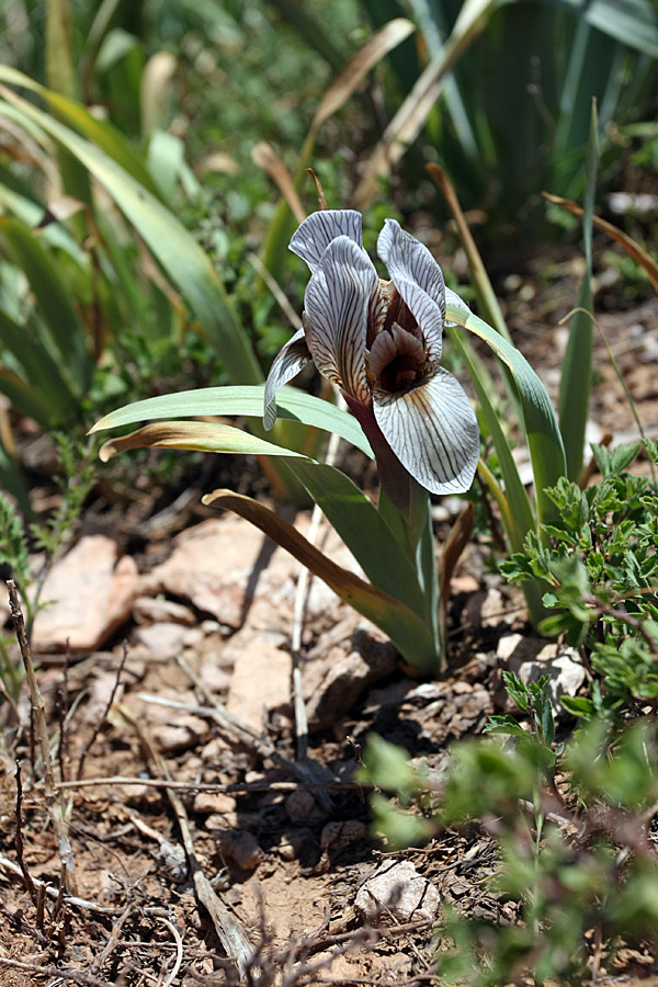 Image of Iris korolkowii specimen.