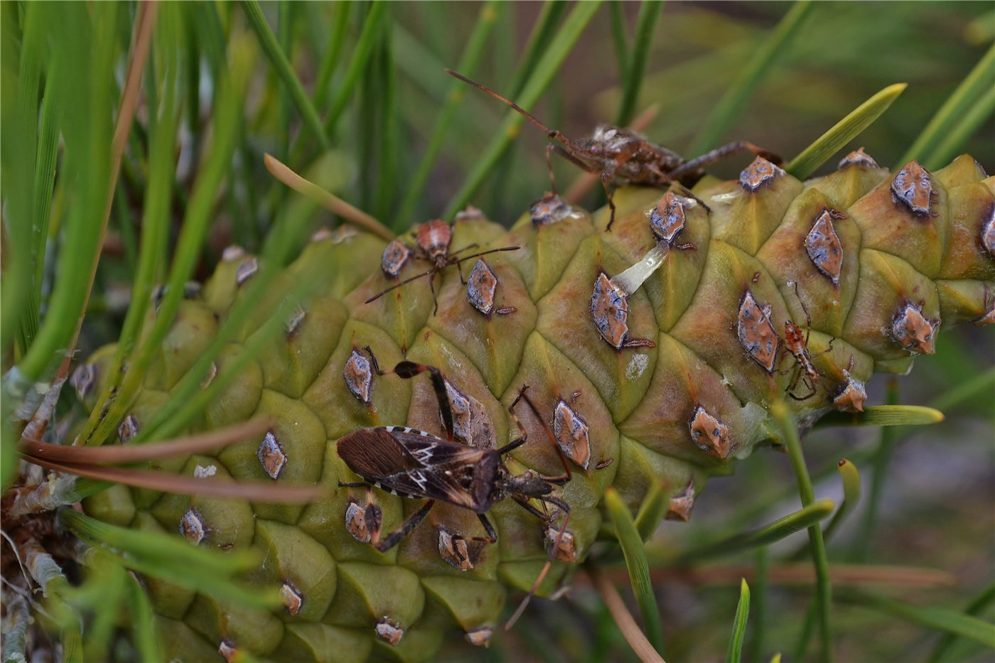 Изображение особи Pinus pallasiana.