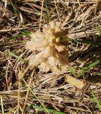 Orobanche centaurina