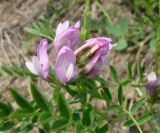 Astragalus agrestis. Побег с соцветием. Якутия (Саха), южные окр. г. Якутска, холмы. 11.06.2012.