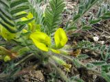 Astragalus henningii