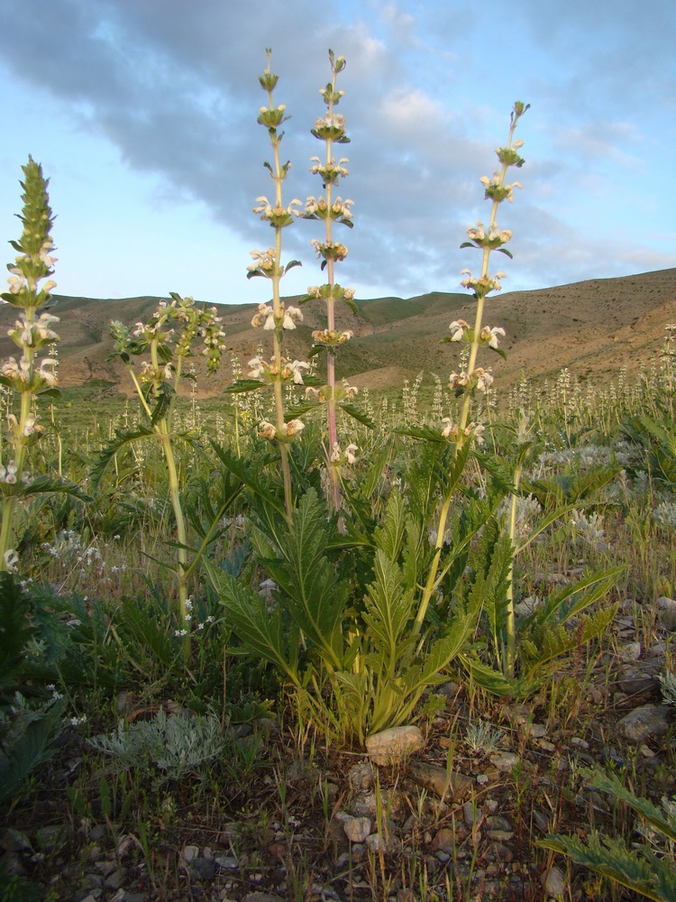 Изображение особи Phlomoides milkoi.