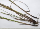 Carex caucasica