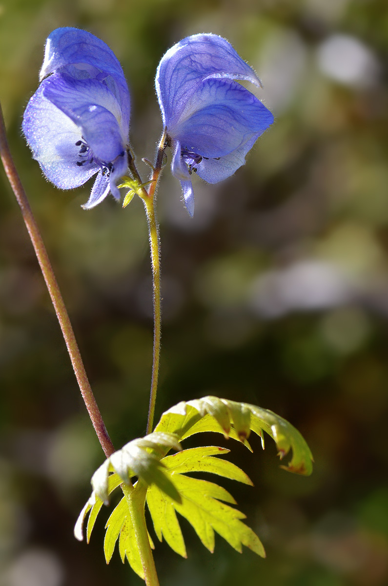 Изображение особи Aconitum nemorum.