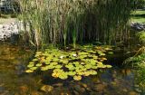 Nymphaea alba