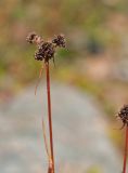 Luzula подвид sibirica