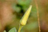 Oenothera drummondii