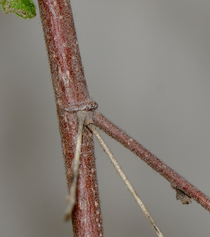 Изображение особи Anisodontea capensis.