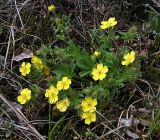 Potentilla humifusa. Цветущее растение на злаково-разнотравном лугу на южном склоне возвышенности. Республика Алтай, Шебалинский р-н, окр. с. Камлак у правого берега р. Камлак. 03.05.2010.