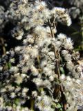 Solidago canadensis. Часть соплодия. Беларусь, Минская обл., Минский р-н, окр. агрогородка Колодищи, обочина дороги у преимущественно соснового леса. 20.10.2017.