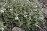 Lamium tomentosum. Цветущие растения. Кабардино-Балкария, южный склон горы Эльбрус, 3100 м н.у.м., каменистый склон. 30.07.2009.