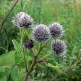 Arctium tomentosum. Верхушка побега с нераспустившимися соцветиями. Свердловская обл., Североуральский городской округ, окр. пос. Крутой Лог, бывшая дер. Высотинка, поляна. 29.07.2017.