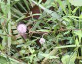 Mimosa pudica