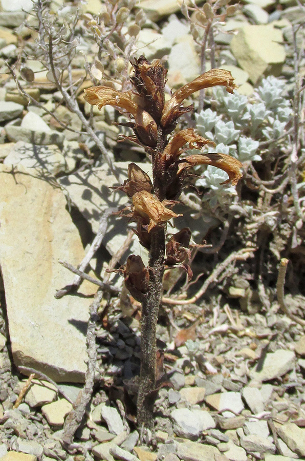 Image of Phelipanche gussoneana var. zosimae specimen.