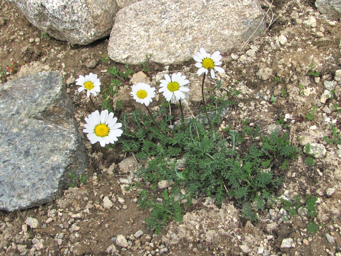 Изображение особи семейство Asteraceae.