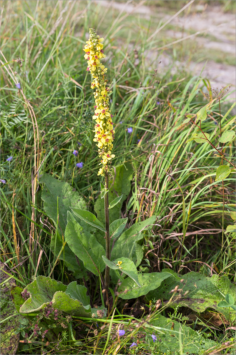 Изображение особи Verbascum nigrum.