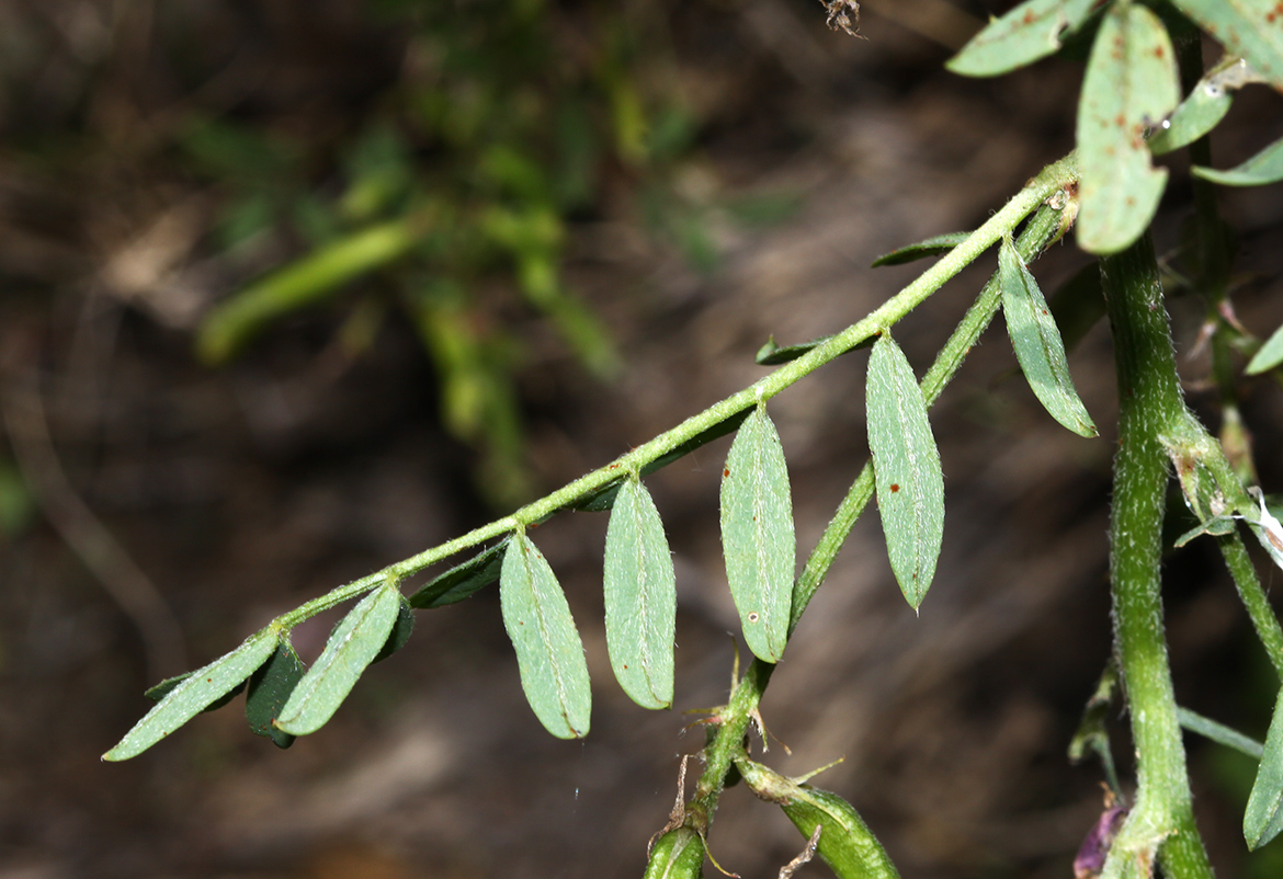 Изображение особи Astragalus davuricus.