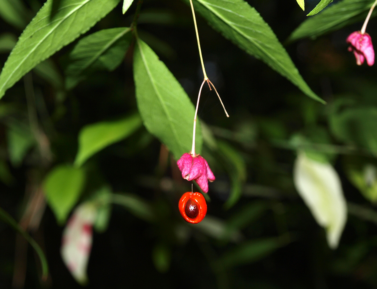 Изображение особи Euonymus verrucosus.