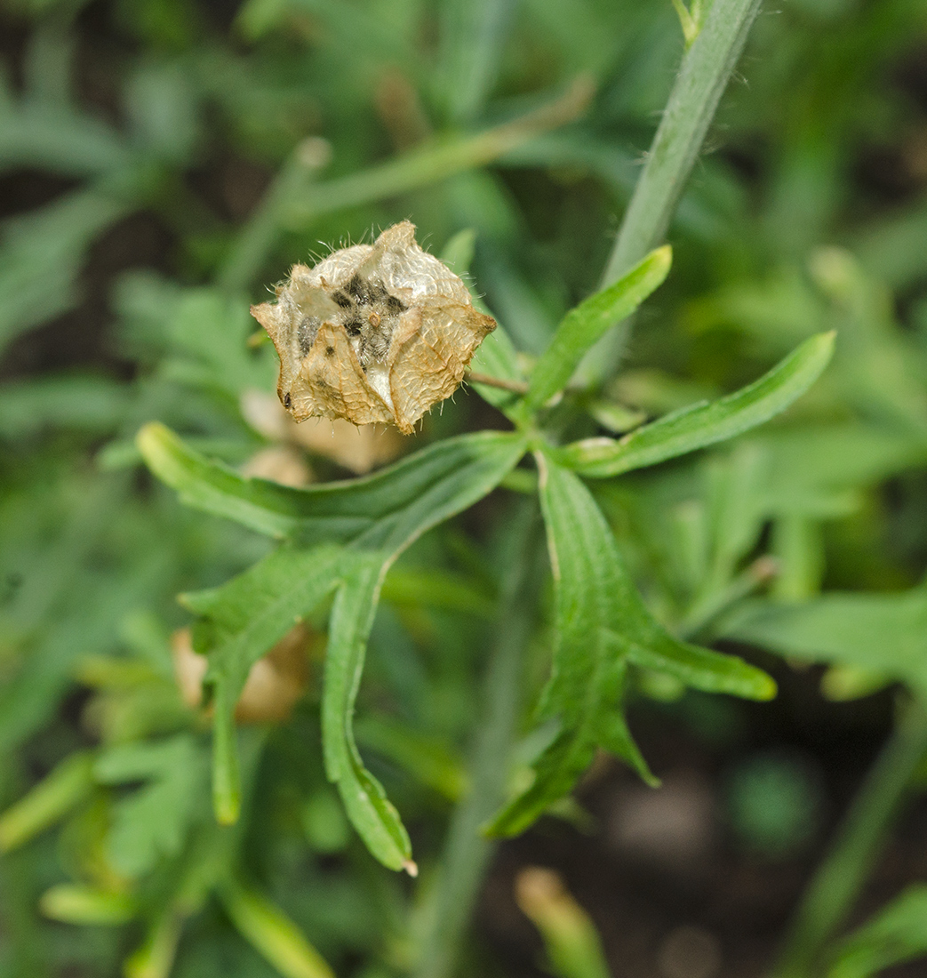 Изображение особи Malva moschata.