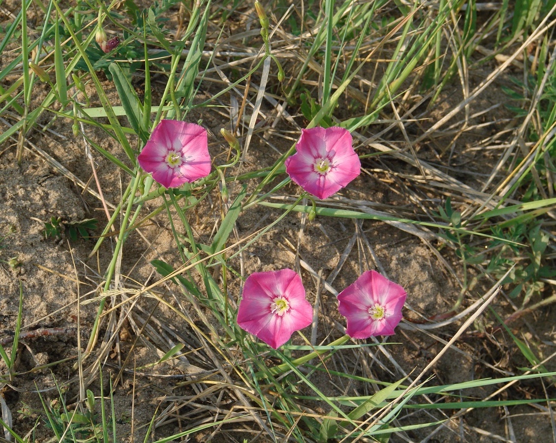 Изображение особи Convolvulus chinensis.