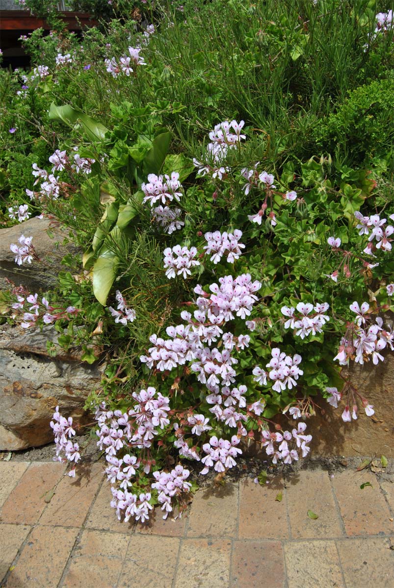 Изображение особи Pelargonium peltatum.