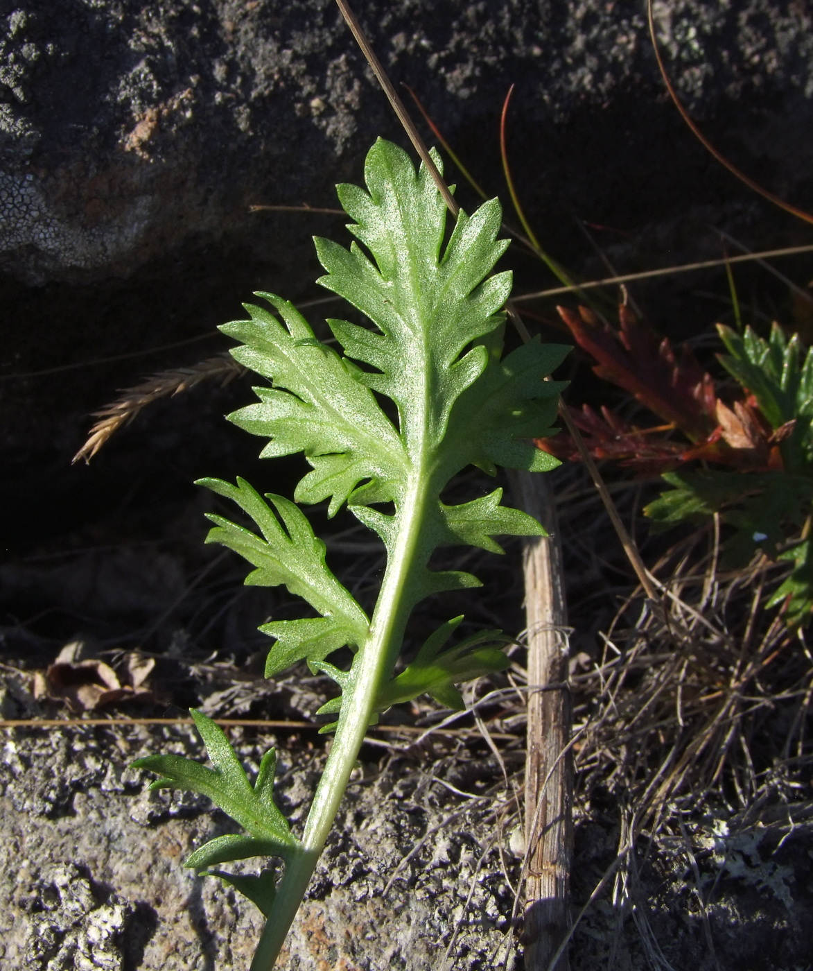 Изображение особи Artemisia arctica ssp. ehrendorferi.