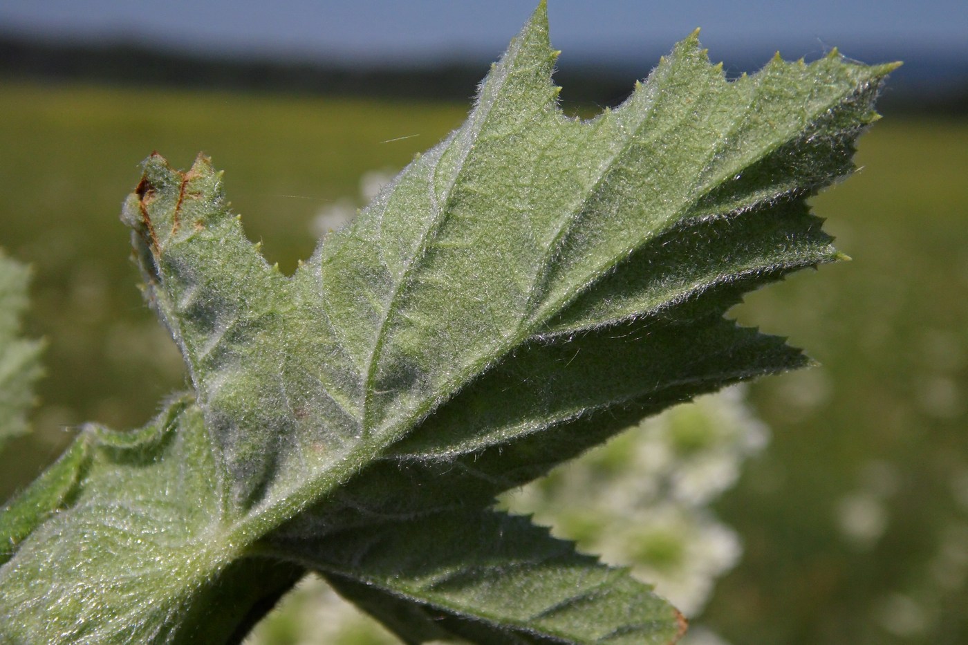 Изображение особи Heracleum stevenii.