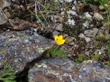 Saxifraga flagellaris. Цветущее растение со столонами, с кормящимся насекомым в цветке (справа - побеги Minuartia circassica и M. imbricata). Карачаево-Черкесия, Тебердинский заповедник, хр. Малая Хатипара, каменистый гребень с разреженной растительностью. 21.07.2019.