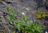 Geranium sibiricum. Верхушка побега с цветком и плодами. Челябинская обл., Миасский гор. округ, берег оз. Тургояк, на скале. 05.08.2019.