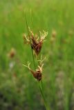 Rhynchospora fusca. Верхушки побегов с соцветиями. Нидерланды, провинция Drenthe, Brunsting, заказник Brunstinger plassen, заболоченный осоково-молиниевый луг в прибрежной зоне небольшого водоёма. 25 июля 2008 г.