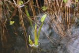 Calla palustris