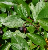 Cotoneaster lucidus