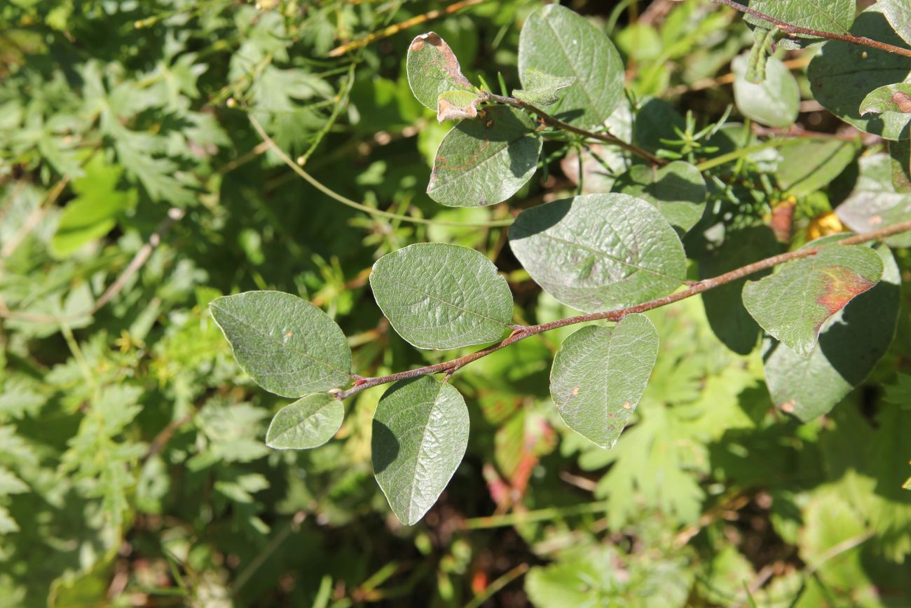 Изображение особи Cotoneaster melanocarpus.