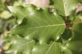 Populus laurifolia. Лист. Республика Алтай, Улаганский р-н, долина р. Чулышман, окр. урочища Чегее, берег р. Чулышман. 7 августа 2020 г.