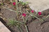 Tulipa humilis