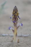 род Orobanche