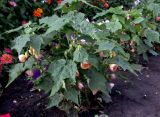 Abutilon &times; hybridum