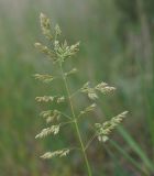 Poa trivialis