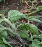 Ageratum houstonianum