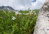 Cerastium purpurascens. Цветущие растения. Адыгея, Кавказский биосферный заповедник, гора Гузерипль, ≈ 2100 м н.у.м., субальпийский луг. 28.06.2023.