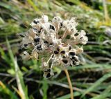 Allium lusitanicum. Соплодие с вызревшими вскрывшимися плодами. Украина, Львовская обл., Золочивский р-н, на запад от села Червонэ, урочище \"Лыса гора\", луг на пологом склоне горы. 23.09.2011.