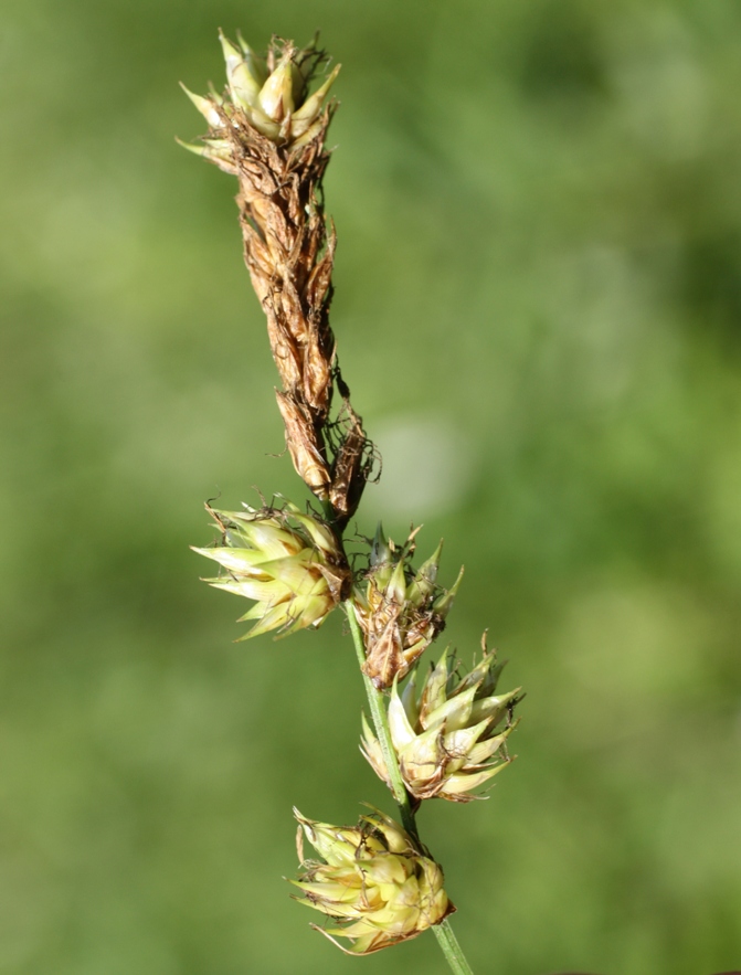 Изображение особи Carex disticha.