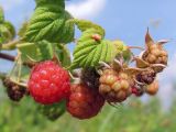 Rubus idaeus. Ветвь с плодами. Окр. Томска, просека под ЛЭП. 01.07.2011.