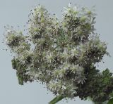 Heracleum sphondylium