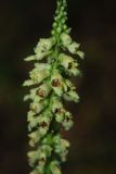 Digitalis schischkinii