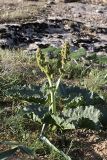 Rheum cordatum. Цветущее растение. Южный Казахстан, горы Каракус. 20.04.2012.