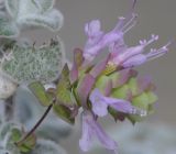 Origanum dictamnus